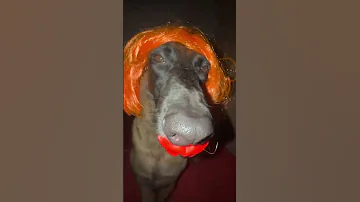 Https Vt Tiktok Com ZSAPo4Uw5 Babycat Kitten Meow Youtubeshorts Catlo 
