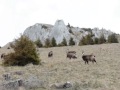 Piatra-Craiului, paradisul caprelor negre