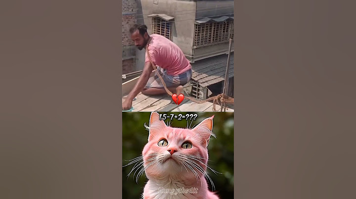 Safety first and last 💀 #catbombastic #funny #memes