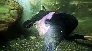 Napakalinaw ng tubig para Kang nasa malaking aquarium‼️Kasili hunt #thankyouLord #fishing #fish
