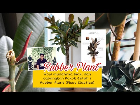 Video: Pokok Getah Saya Tidak Bercabang – Cara Mendapatkan Pokok Getah Bercabang