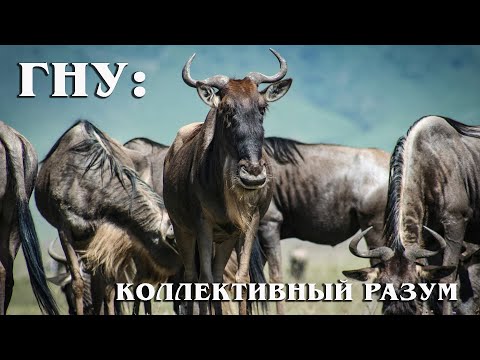 Антилопа Гну: Стадный инстинкт - способ выживания на Чёрном континенте | Интересные факты про гну
