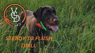 High Prey Drive Pointing Dogs:  May Need A Few More Steps in Steadiness Training by Versatile Gun Dog 1,201 views 8 months ago 6 minutes, 47 seconds