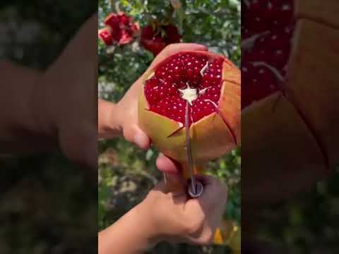 أجمل مزرعة رمان ممكن تراها