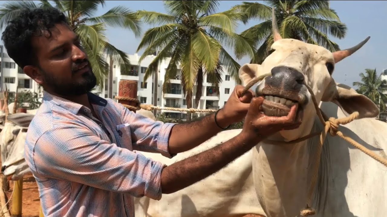 How To Check The Age Of The Cattle YouTube How To Check The Age Of The Cattle YouTube