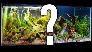 The Pufferfish Tank Is Ruined (Can I Fix It?)