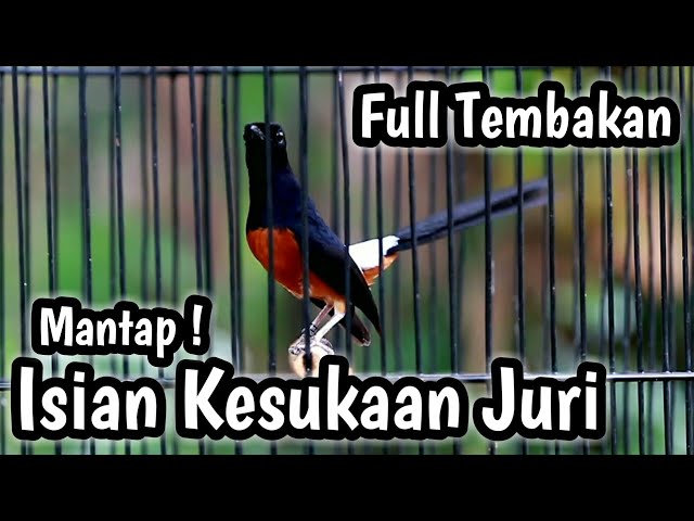 MURAI BATU GACOR FULL ISIAN TEMBAKAN CILILIN KENARI KAPAS TEMBAK CIBLEK PRENJAK class=