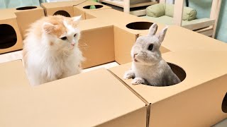 ”猫専用トンネル”を買ってきたのにウサギさんだけがハシャギまくって肝心の猫さんは保護者の立ち位置になっとる