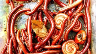 HUNTING MILLIPEDES! Hunting Luwing Millipedes, WOW There Are Black Millipedes And Red Millipedes!
