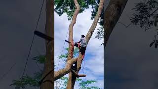 Daily Safety Fails🤯This is WHY Tree Cutting is High-Risk with Zero Margin For Error😳#safetyfails