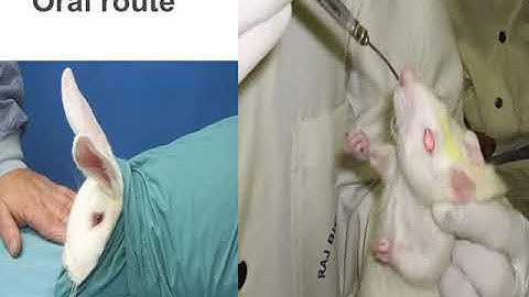 Handling and Dosing of Laboratory animals