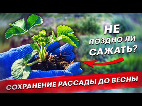 Ответ на самый частый вопрос осени. Как сохранить рассаду. Не поздно ли сажать.
