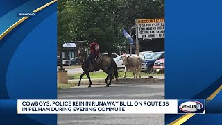 Cowboys, police rein in runaway bull in Pelham
