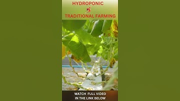 Hydroponic vs. Traditional Farming: The Future of Food?