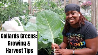 Collard Greens - Growing &amp; Harvest Tips