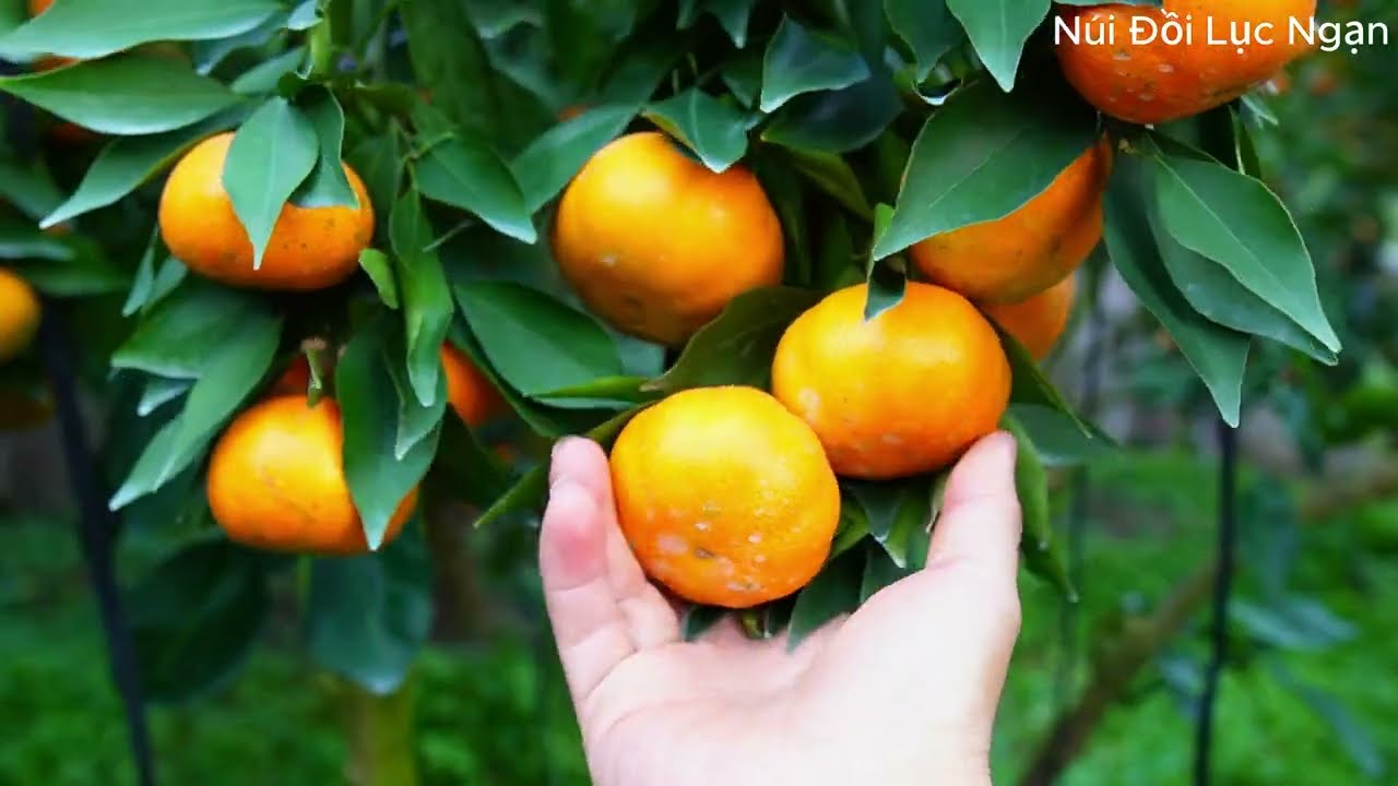 LẠC VÀO VƯỜN CAM LỤC NGẠN SIÊU ĐẸP I NÚI ĐỒI LỤC NGẠN