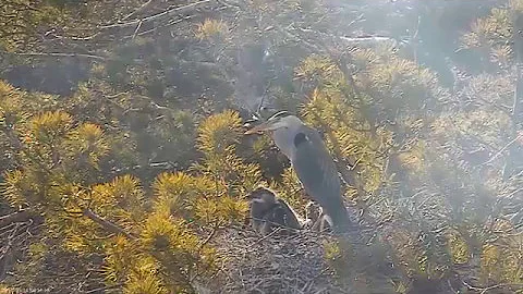 2017 05 14 08h14m nests 5