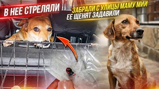 видео: В беременную собаку стреляли, мы ее забрали и так же маму Мии с улицы. Кошку спинальницу отдали Ире. картинка: В беременную собаку стреляли, мы ее забрали и так же маму Мии с улицы. Кошку спинальницу отдали Ире.