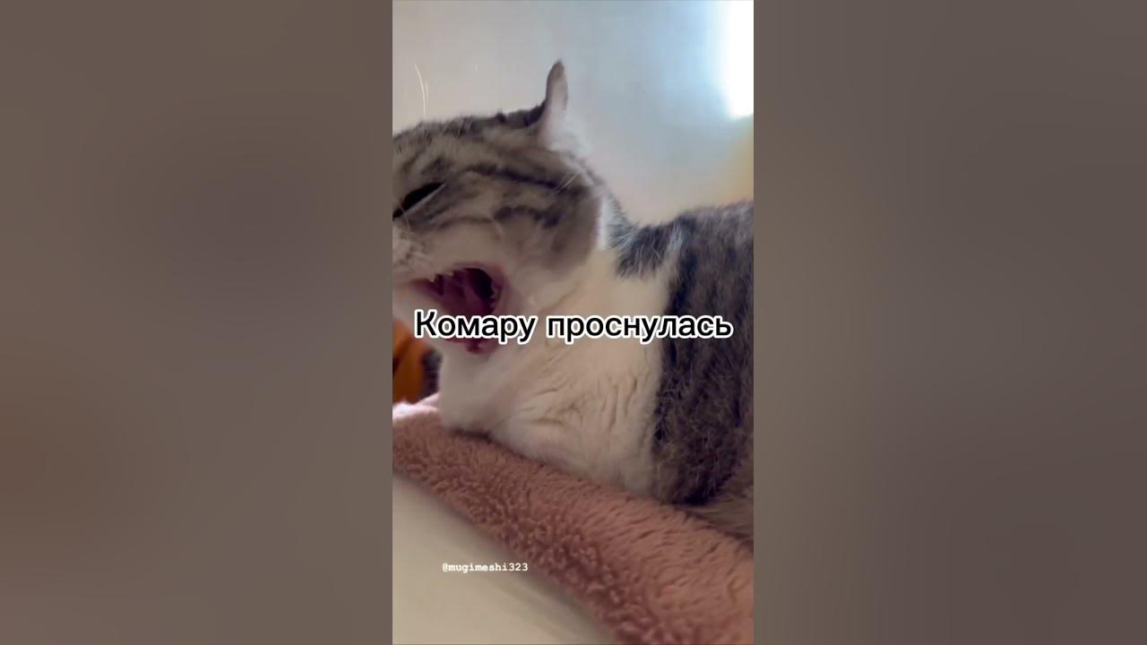 Узбеки спят - YouTube
