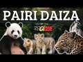 Je vous propose ma visite dans le plus beau zoo deurope  pairi daiza en belgique  chez moi  