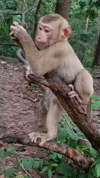 Young Luno Sit Relax on tree#Ys@45