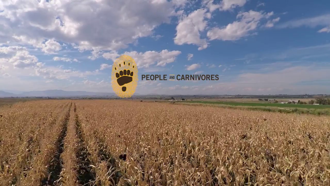 Corn Bears: Keeping grizzlies away from agricultural food sources in Montana's Mission Valley. - YouTube