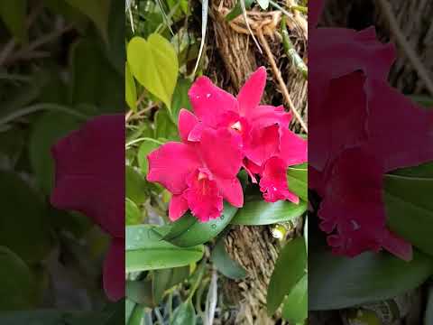 Vídeo: Growing Zone 8 Orchids: O que são orquídeas resistentes ao frio para o jardim