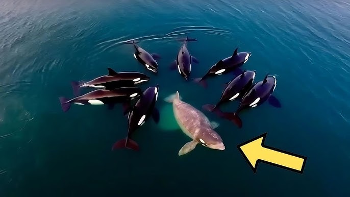 Killer Whales Attack Baby Whale… But What Emerges From The Deep Changes Everything - YouTube