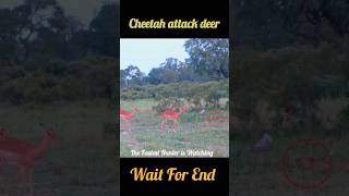 Cheetah Hunts Deer in Seconds | Wait For End | #shorts #viral #cheetah