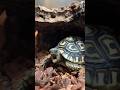 This Baby Tortoise’s Morning Routine Is Perfection l The Dodo #animals #tortoise #pets