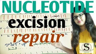 Nucleotide excision repair // DNA Damage repair mechanism in Hindi