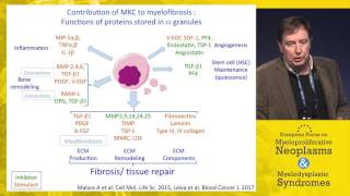 Mechanisms of bone marrow fibrosis in Myelofibrosis