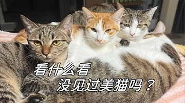 【直播】捡了6只小浪猫回家，改能吃了，要破产了｜李喜猫