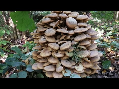 Кто сказал что сегодня грибов нет?!!! К статье: Где надо искать грибы