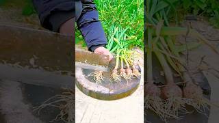 harvesting small garlic bulbs then cutting roots and cleaning before cooking and preparing dishes