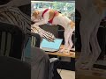Dog Stands on Office Desk and Hugs Woman While She Works