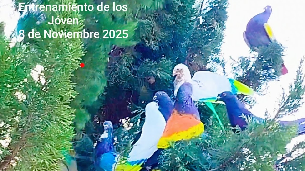 Entrenamiento de palomos deportivos 17 de Noviembre 2025