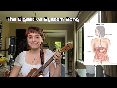 The Digestive System Song