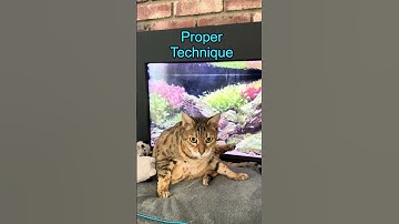 Cat TV 🐠 Relaxing Java Bean Bengal Cat 🐈 Grooming & Lofi Vibes 🎶 #catshorts #lofi #shorts