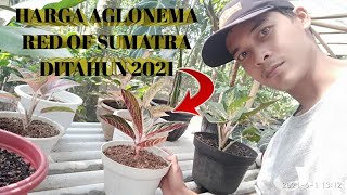 HARGA AGLONEMA RED OF SUMATRA DI TAHUN 2021