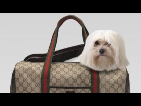 gucci-dog