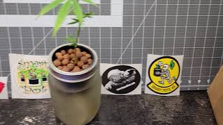 Shoutout to Smartpots for some new fabric grow pots.