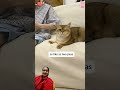 #cuteanimal #cat