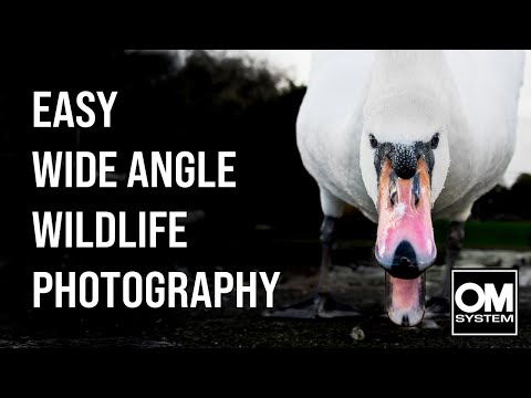 QUICK & EASY WILDLIFE PHOTOGRAPHY using a WIDE ANGLE LENS - OM System OM-1