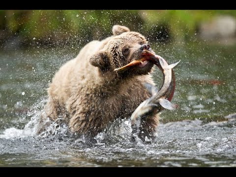 Как охотится медведь гризли?