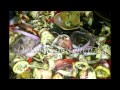 SOTONG MASAK HITAM DK
