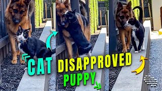 Cat Disapproved Puppy Following It