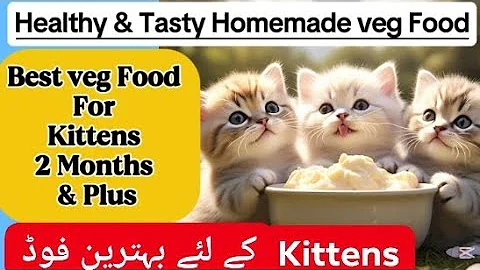 Video 7479511: persiancat cats catlover, kitten persiancat catlover, persian kitten food, persian kitten love, cat kittens home, healthy kittens, best kitten food