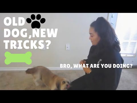 Video: My Dog Barks a Random Rumori