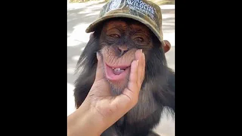 Cute chimpanzee video's #shorts #youtubeshorts #ytshorts #chimpanzee #cute #short #nature #animal